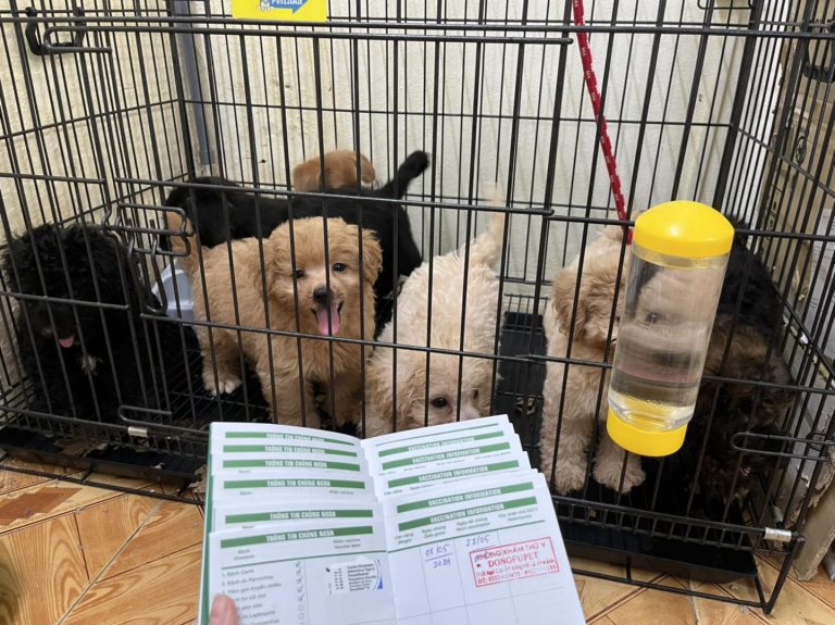 Phòng khám thú y Dongfu Pet